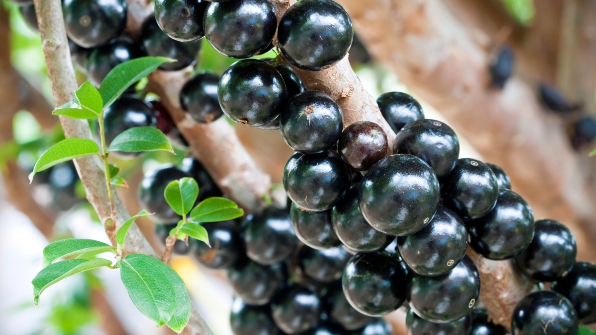 Dicas de receitas com jabuticaba